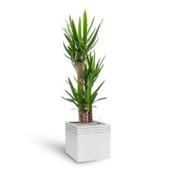 Line-Up Cube Planter - Matt White -Indoor Plants Line Up Cube Planter Matt White Yucca