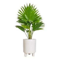 Pisa Plant Pot - White -Indoor Plants Livistona rotundifolia Footstool Palm 14x60cm Pisa Plant Pot White 16x19cm