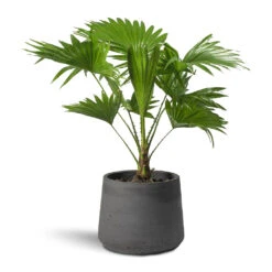 Patt Plant Pot - Black Washed -Indoor Plants Livistona rotundifolia Footstool Palm Patt Plant Pot 9d1d8698 064b 4647 9daa b836a16daabd