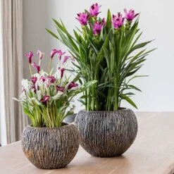 Luxe Lite Waterfall Globe Planter - Bronze -Indoor Plants Luxe Lite Universe Waterfall Globe Bronze Planters Small Houseplants