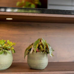 Lydia Plant Pot - Shiny Green -Indoor Plants LydiaPlantPot ShinyGreen 6