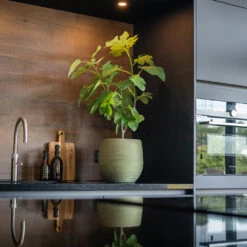 Lydia Plant Pot - Shiny Green -Indoor Plants LydiaPlantPot ShinyGreen 7