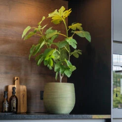 Lydia Plant Pot - Shiny Green -Indoor Plants LydiaPlantPot ShinyGreen 8