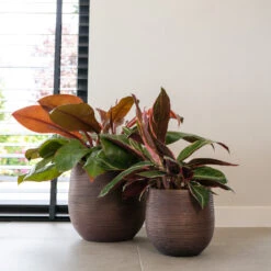 Lydia Plant Pot - Shiny Purple -Indoor Plants LydiaPlantPotShiny Purple 5