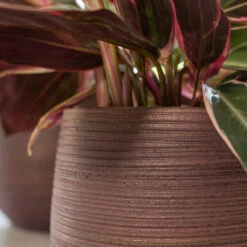 Lydia Plant Pot - Shiny Purple -Indoor Plants LydiaPlantPotShiny Purple 6