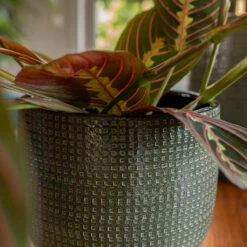Lykke Plant Pot - Sage -Indoor Plants Lykke Sage 3