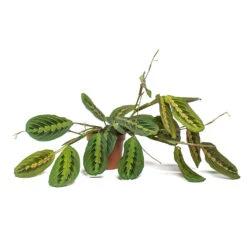 Maranta Leuconeura Var. Erythroneura - Herringbone Plant 15 Maranta Leuconeura Var. Erythroneura - Herringbone Plant -Indoor Plants Maranta leuconeura var erythroneura Herringbone Plant 12cm Trailing