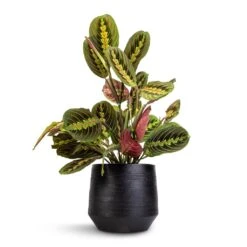 Norell Plant Pot - Black -Indoor Plants Maranta leuconeura var. erythroneura Herringbone Plant 12x35cm Norell Plant Pot Black 18x16cm