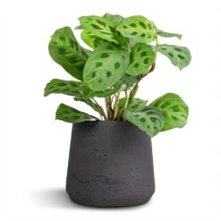 Patt Plant Pot - Black Washed -Indoor Plants Maranta leuconeura var. kerchoveana Rabbit s Foot 12x25cm Patt Plant Pot Black Washed 17x14cm 7e1a5c08 4a8f 4ce0 8a83 b77f13d689dc