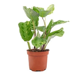 Maranta Leuconeura Var. Kerchoveana - Variegated Rabbit's Foot 7 Maranta Leuconeura Var. Kerchoveana - Variegated Rabbit's Foot -Indoor Plants Maranta leuconeura var. kerchoveana Variegata Rabbit s Foot 5573