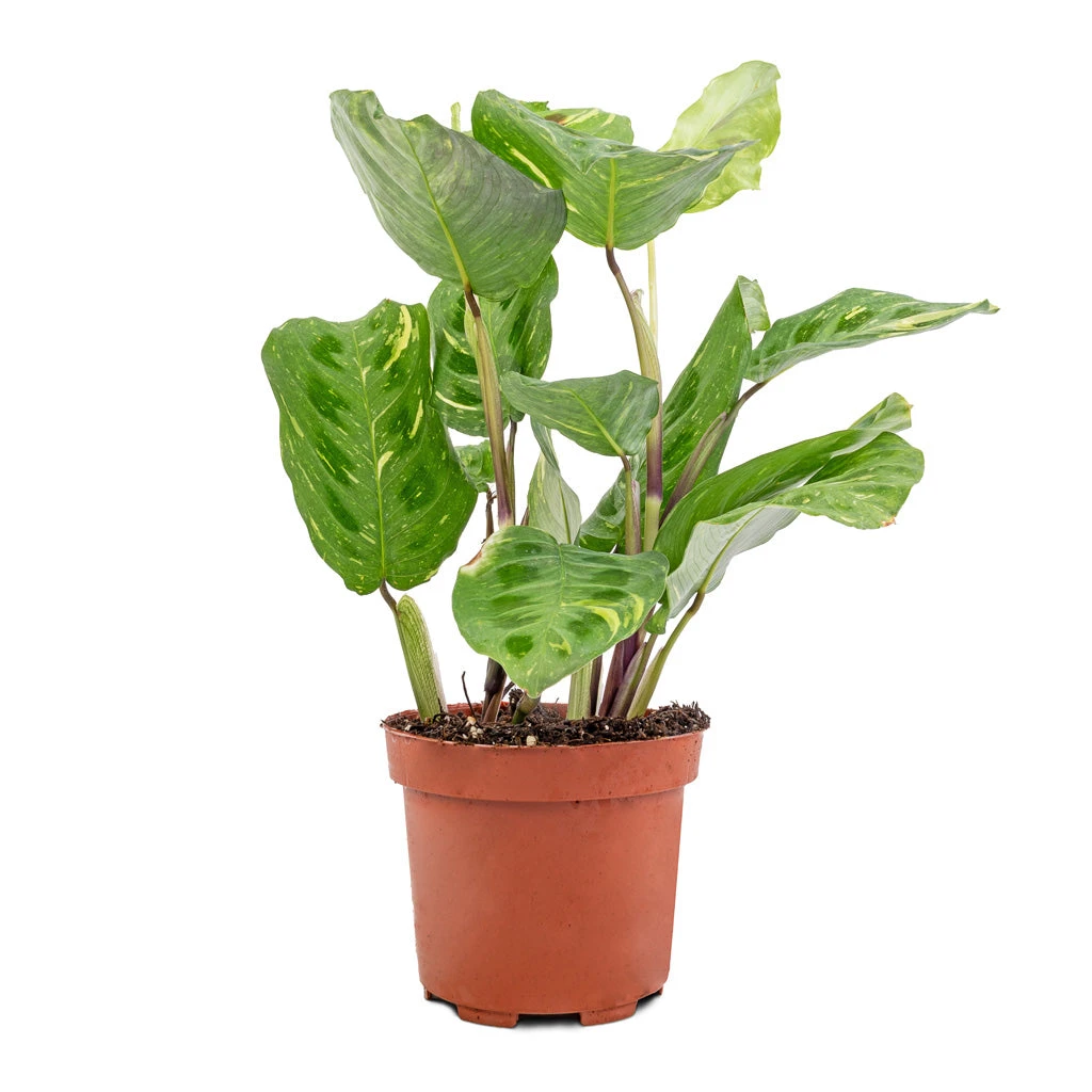 Maranta Leuconeura Var. Kerchoveana - Variegated Rabbit's Foot 3 Maranta Leuconeura Var. Kerchoveana - Variegated Rabbit's Foot - Image 3