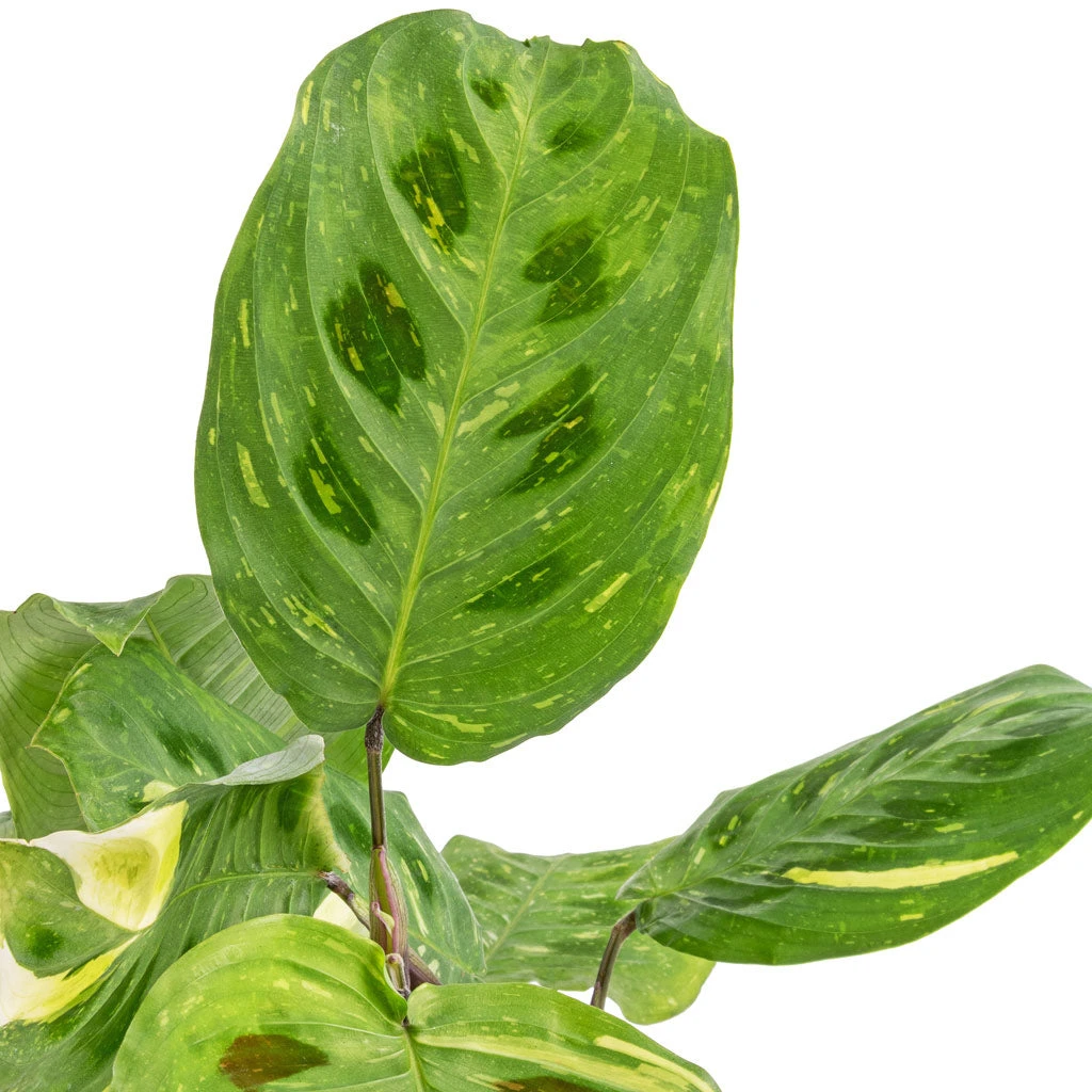 Maranta Leuconeura Var. Kerchoveana - Variegated Rabbit's Foot 2 Maranta Leuconeura Var. Kerchoveana - Variegated Rabbit's Foot - Image 2