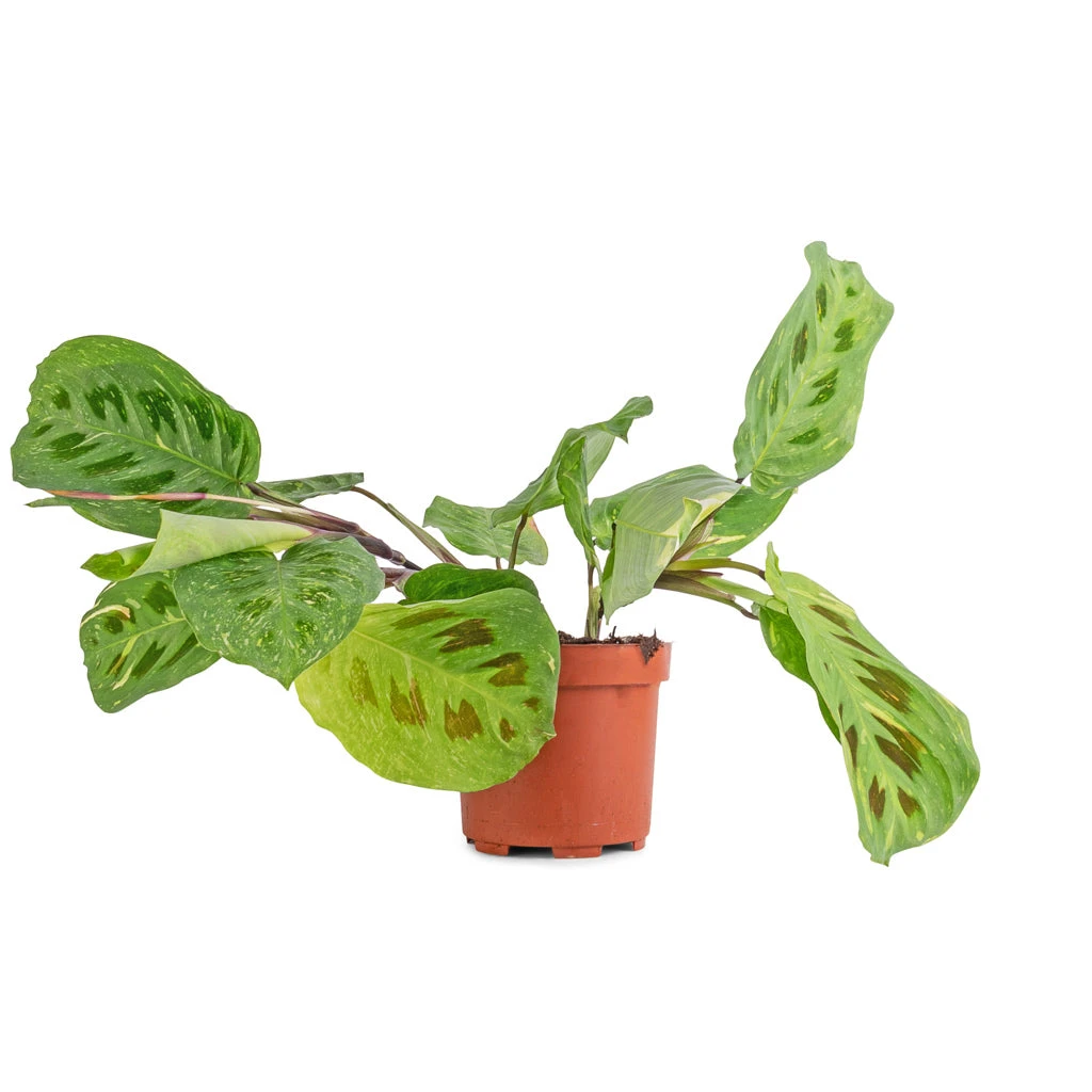 Maranta Leuconeura Var. Kerchoveana - Variegated Rabbit's Foot 4 Maranta Leuconeura Var. Kerchoveana - Variegated Rabbit's Foot - Image 4