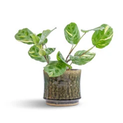 Nolan Plant Pot - Pine -Indoor Plants Maranta leuconeura var. kerchoveana Variegated Rabbit s Foot 12x25cm Nolan Plant Pot Pine 17x15cm 7 45de311c ec2d 4c88 abbc 5147a60ed3d7