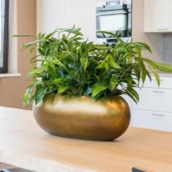 Metallic Boat Planter - Matt Honey 6 Metallic Boat Planter - Matt Honey -Indoor Plants Metallic Boat Planter Matt Honey 2
