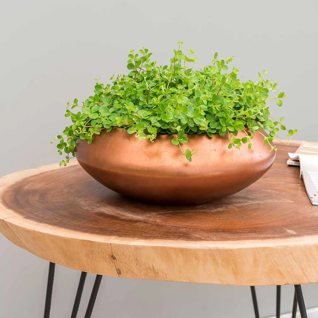 Metallic UFO Plant Bowl - Matt Copper 2 Metallic UFO Plant Bowl - Matt Copper - Image 2