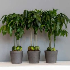 Mini Bucket Plant Pot - Black Washed 15 Mini Bucket Plant Pot - Black Washed -Indoor Plants Mini Bucket Plant Pot Black Washed Houseplants