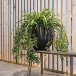 Mini Orb Kevan Plant Pot - Black Washed -Indoor Plants Mini Orb Kevan Plant Pot Black Washed Spider Plant
