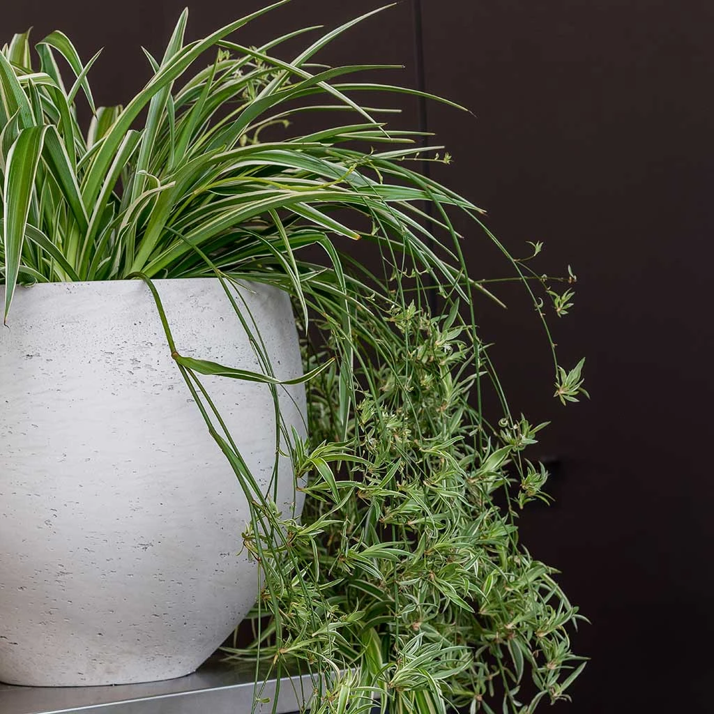 Mini Orb Kevan Plant Pot - Grey Washed 2 Mini Orb Kevan Plant Pot - Grey Washed - Image 2