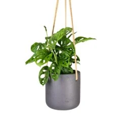 Charlie Hanging Plant Pot - Black Washed 10 Charlie Hanging Plant Pot - Black Washed -Indoor Plants Monstera adansonii Philodendron Monkey Mask 12x30cm Charlie Hanging Plant Pot Black Washed 15x15cm 56acb4f4 05ee 4967 9df7 1177acbc70b3