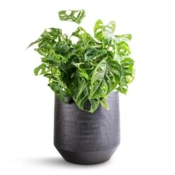 Norell Plant Pot - Black -Indoor Plants Monstera adansonii Philodendron Monkey Mask 19x50cm Norell Plant Pot Black 25x24cm bb5bbba4 6f7f 4889 9bb5 1cbe250f8a99