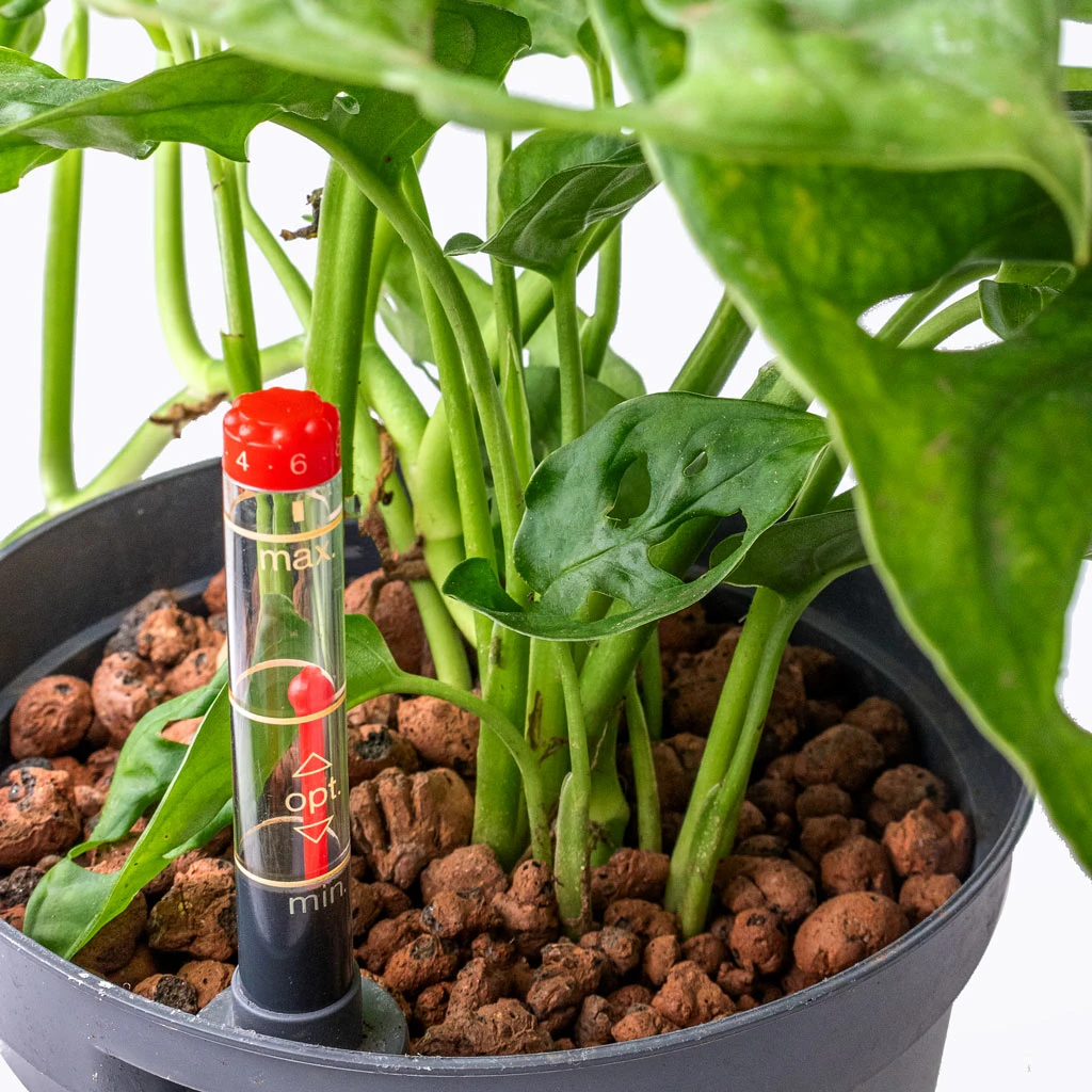 Monstera Adansonii - Philodendron Monkey Mask - HydroCare 2 Monstera Adansonii - Philodendron Monkey Mask - HydroCare - Image 2