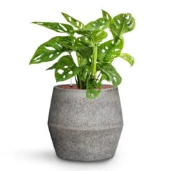 Harley Cement & Stone Plant Pot - Granite Grey -Indoor Plants Monstera adansonii Philodendron Monkey Mask HydroCare Cement Stone Harley Plant Pot Granite Grey 53c6a442 84b2 4ab2 bef1 30b7551902c5