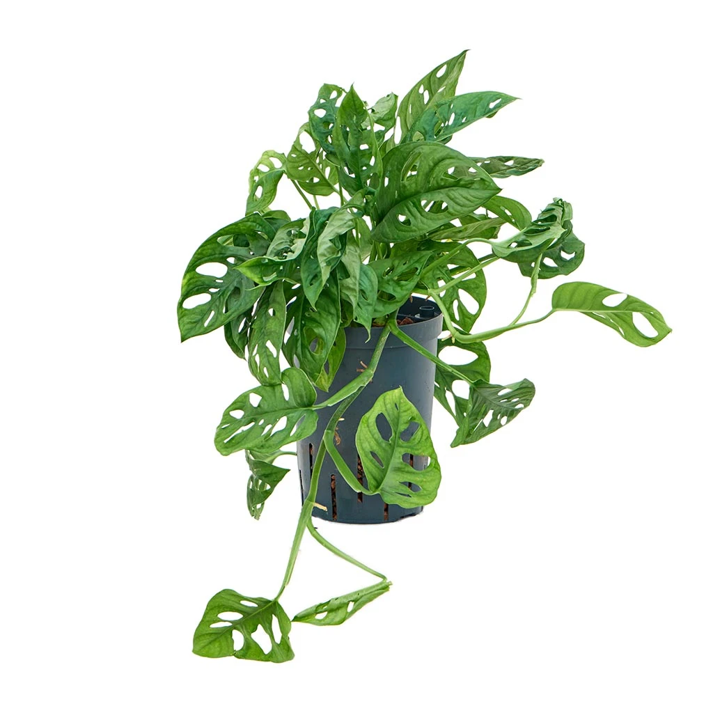Monstera Adansonii - Philodendron Monkey Mask - HydroCare 1 Monstera Adansonii - Philodendron Monkey Mask - HydroCare