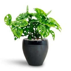 Monstera Adansonii - Philodendron Monkey Mask - HydroCare 11 Monstera Adansonii - Philodendron Monkey Mask - HydroCare -Indoor Plants Monstera adansonii Philodendron Monkey Mask HydrocultureAmora Plant Pot Anthracite Mirror 89da66ab a2a9 47e0 911e c2870c86c44f