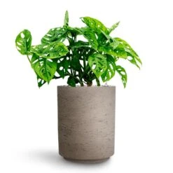 Suzi Plant Pot - Grey Washed -Indoor Plants Monstera adansonii Philodendron Monkey Mask HydrocultureSuzi Plant Pot Grey Washed