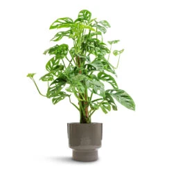 Aries Handles Plant Pot - Charcoal -Indoor Plants Monstera adansonii Philodendron Monkey Mask Moss Pole 16x60cm Aries Handles Plant Pot Charcoal 19x20cm e5b3044e fe7b 42b2 be99 1af44f34a556