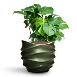 Gradient Lee Couple Planter - Matt Forest -Indoor Plants Monstera deliciosa HydroCare Gradient Lee Couple Planter Matt Forest d3509c7c bd76 4c29 903f 43f1836bf21f
