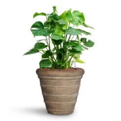 Treasure Selena Planter - Chalk Beige -Indoor Plants Monstera deliciosa HydroCare Treasure Selena Planter Chalk Beige 50a11016 4d83 40cf 88d7 568c5e42d6d0