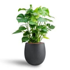Grigio Balloon Plant Pot - Anthracite Concrete -Indoor Plants Monstera deliciosa Hydroculture Grigio Balloon Plant Pot Anthracite Concrete 2 4856dd29 eb28 4fec 895f 67751abe7449