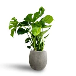 Grigio Balloon Plant Pot - Natural Concrete -Indoor Plants Monstera deliciosa Hydroculture Grigio Balloon Plant Pot Natural Concrete 1c39b812 af40 4602 97a6 043e5900721f