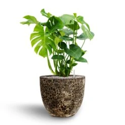 Lava Couple Relic Planter - Black -Indoor Plants Monstera deliciosa Hydroculture Lava Couple Relic Planter Black 068a0dd8 649a 4cdc b66a e73ba5fa6790