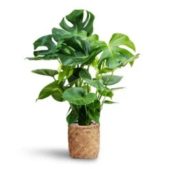 Zayn Bamboo Planter -Indoor Plants Monstera deliciosa Hydroculture Zayn Bamboo Planter 7e1bc869 5f47 40a3 a23a cc66f565b733
