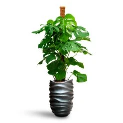 Gradient Lee Partner Planter - Matt Grey 6 Gradient Lee Partner Planter - Matt Grey -Indoor Plants Monstera deliciosa Moss Pole Hydroculture Gradient Lee Partner Planter Matt Grey