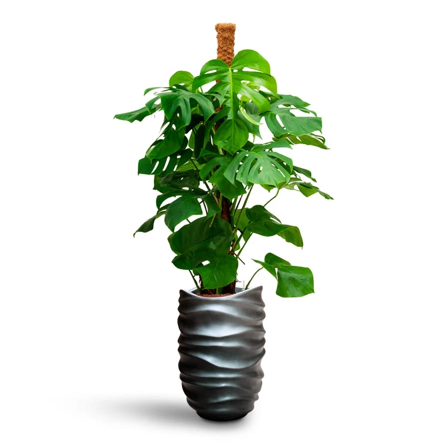 Gradient Lee Partner Planter - Matt Grey 3 Gradient Lee Partner Planter - Matt Grey - Image 3