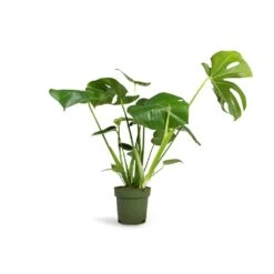 Monstera Deliciosa - Swiss Cheese Plant -Indoor Plants Monstera deliciosa Swiss Cheese Plant 17x60cm