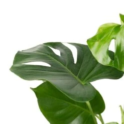 Monstera Deliciosa - Swiss Cheese Plant -Indoor Plants Monstera deliciosa Swiss Cheese Plant 17x65cm 2