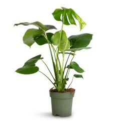 Monstera Deliciosa - Swiss Cheese Plant -Indoor Plants Monstera deliciosa Swiss Cheese Plant 17x65cm