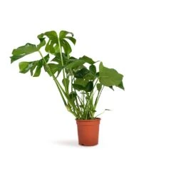 Monstera Deliciosa - Swiss Cheese Plant -Indoor Plants Monstera deliciosa Swiss Cheese Plant 21x70cm