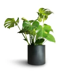 Puk Natural Planter - Matt Black -Indoor Plants Monstera deliciosa Swiss Cheese Plant 21x70cm Puk Natural Planter Matt Black 25x25cm