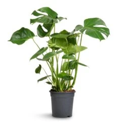 Monstera Deliciosa - Swiss Cheese Plant -Indoor Plants Monstera deliciosa Swiss Cheese Plant 21x80cm 2