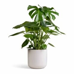 Monstera Deliciosa - Swiss Cheese Plant -Indoor Plants Monstera deliciosa Swiss Cheese Plant 21x80cm Lisbon Plant Pot White 24x24cm 003985f8 7835 44e5 8d30 2cf17d2facce