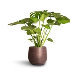 Lydia Plant Pot - Shiny Purple -Indoor Plants Monstera deliciosa Swiss Cheese Plant 21x80cm Lydia Plant Pot Shiny Purple 26x26cm
