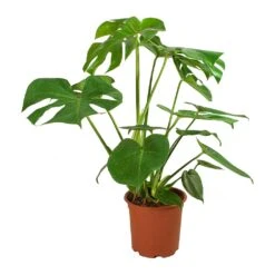 Monstera Deliciosa - Swiss Cheese Plant -Indoor Plants Monstera deliciosa Swiss Cheese Plant