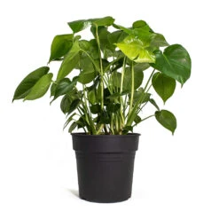 Monstera Deliciosa - Swiss Cheese Plant -Indoor Plants Monstera deliciosa Swiss Cheese Plant 30cm