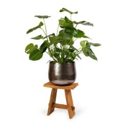 Monstera Deliciosa - Swiss Cheese Plant -Indoor Plants Monstera deliciosa Swiss Cheese Plant 30x80cm Jenna Metal Plant Pots Set3 Lead 9154eb5d d5a4 43f1 a3a5 6238707d9c6d